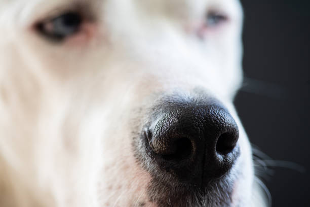 Extreme close-up shot of a dogo argentino's nose.