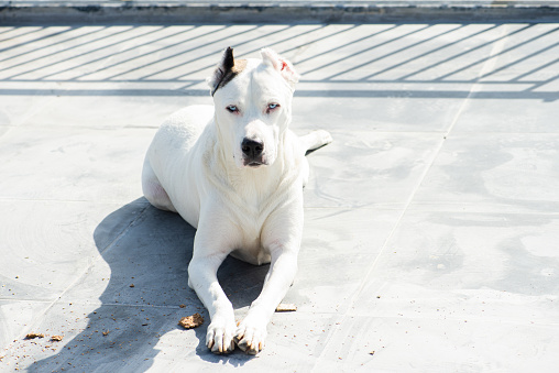 A large white dog sunbathing on the balcony on a sunny winter day.