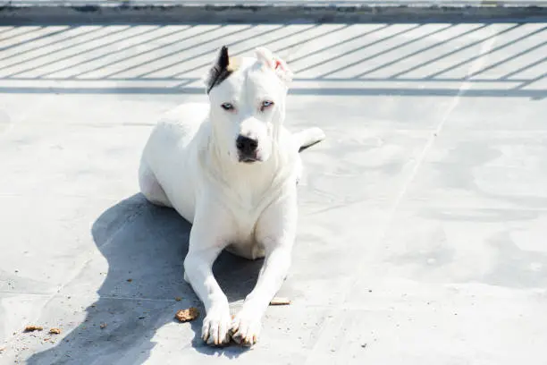 Photo of Adopted dogo argentino sunbathing