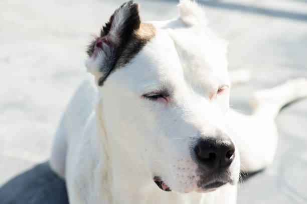 A large white dog sunbathing on the balcony on a sunny winter day.