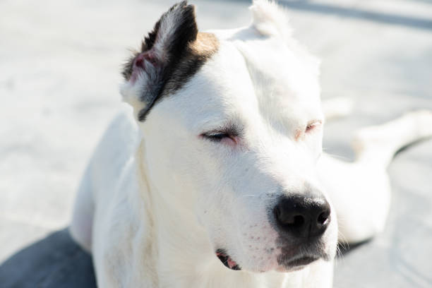 Adopted dogo argentino sunbathing A large white dog sunbathing on the balcony on a sunny winter day. dogo argentino stock pictures, royalty-free photos & images