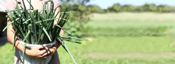 large armful of green onions in the hands of a farmer against the backdrop of a rural landscape