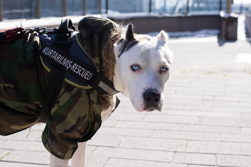 An adopted dogo argentino wearing a warm coat on a walk with his human.