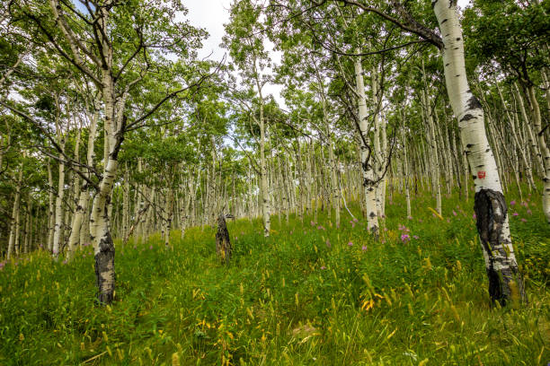 istock A look into he valley, Glenbow Ranch Provincial Recreation Area, Alberta, Canada 1309088139