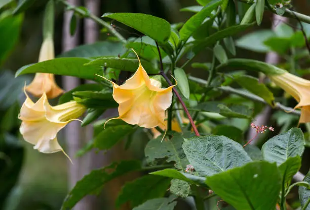 the flowers of the Angel's Trumpet in garden