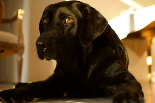 istock Dark eyes dog on evening light 1309088340