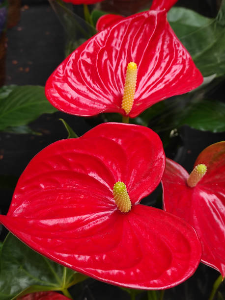 istock Home plant Anthurium in pot 1309089136