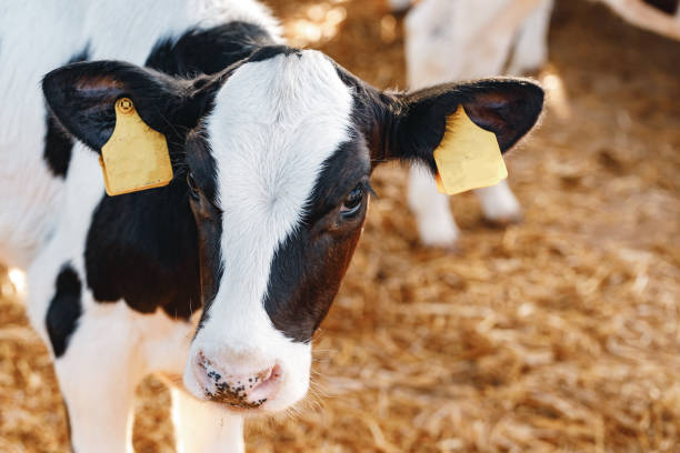istock Young bull calf in a stall on a farm 1309089332