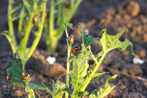 Colorado beetles eat a potato leaves.