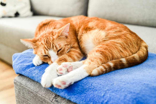 istock A beautiful red cat lying down and relaxing at home. 1309092748