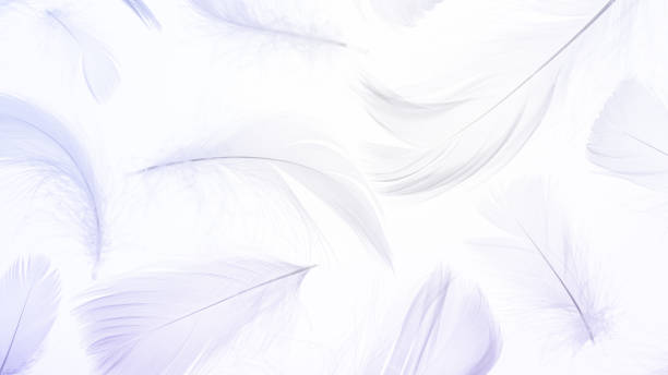 istock Feather pattern concept. Multicoloured pastel angel feather closeup texture on white background in macro photography, soft focus. Elegant expressive artistic image fragility of nature. Copy space. 1309092812