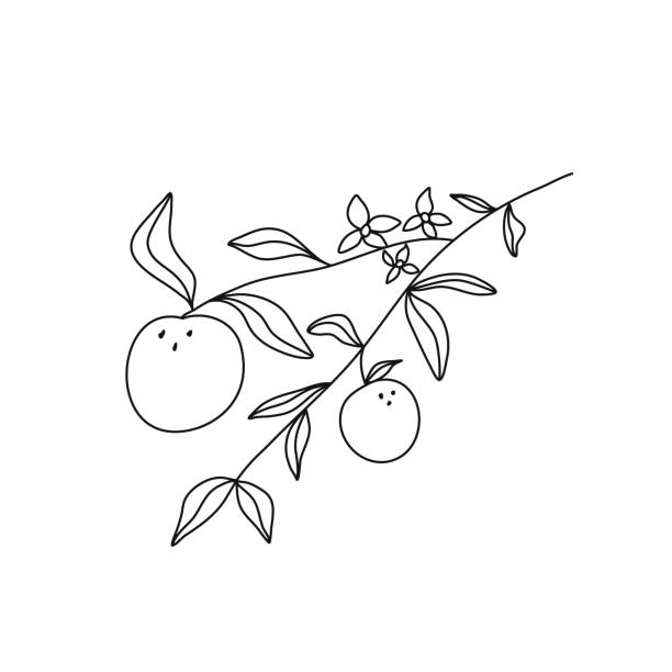 ilustrações de stock, clip art, desenhos animados e ícones de illustration of blooming orange or citrus tree - fruit blossom