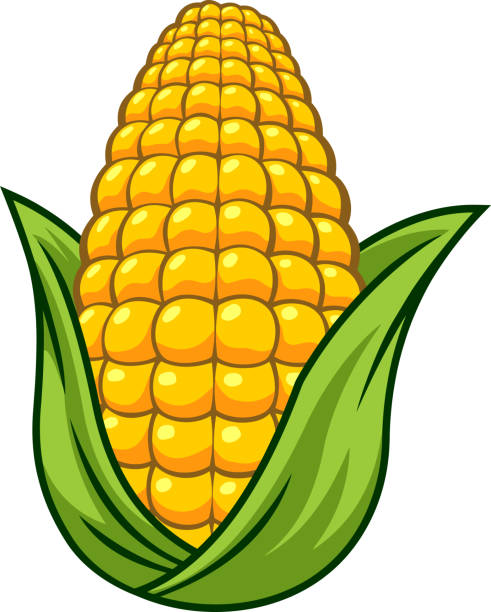 만화 신선한 옥수수 코브 - agriculture close up corn corn on the cob stock illustrations