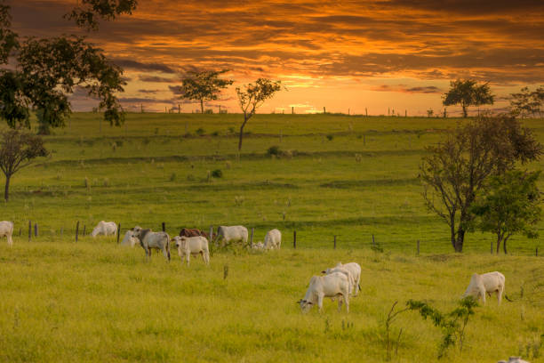 Herd of oxen on pasture in Brazil in sunset Herd of oxen on pasture in Brazil in sunset. chinese zodiac sign photos stock pictures, royalty-free photos & images