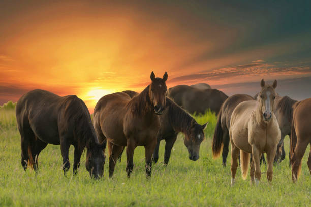 istock Thoroughbred horses grazing at sunset in a field 1309093561