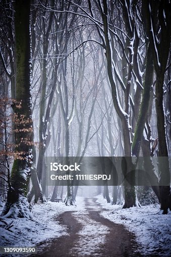 istock Snowy forest 1309093590