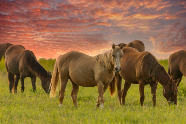 istock Thoroughbred horses grazing at sunset in a field 1309093690