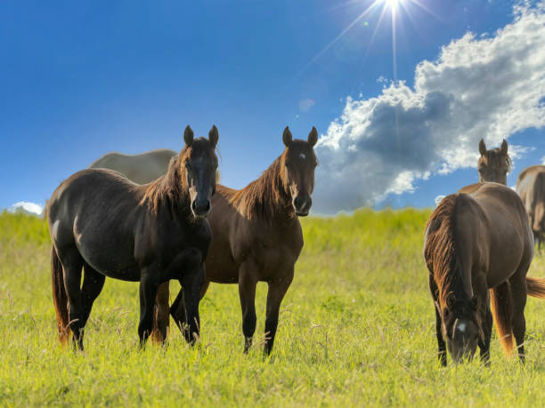 istock Thoroughbred horses grazing in a field 1309094561
