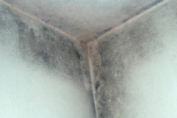 Moldy corner , close up Mildew on the wall, dampness mold growth stock pictures, royalty-free photos & images