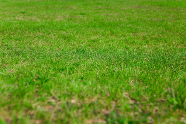 istock Natural background. Fresh green grass on the lawn 1309094817