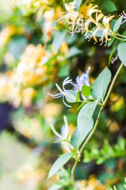 lonicera periclymenum floraison jaune en été dans le jardin. - honeysuckle pink photos et images de collection