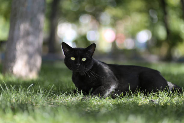 istock Black cat hiding in the green grass 1309096204
