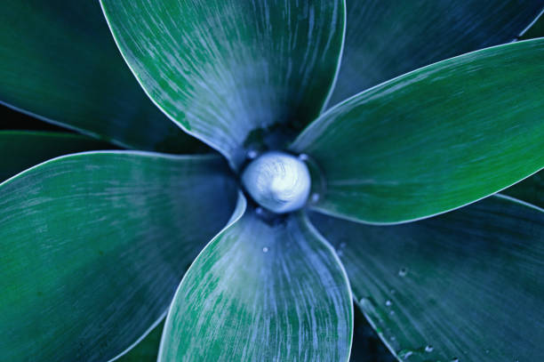 istock Abstract blue and green Fox Tale Agave 1309096334