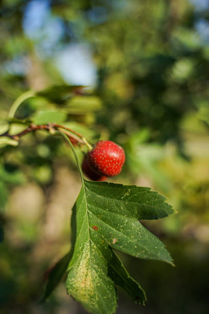 istock Hawthorn fruit tree with red fruits on the tree 1309096721