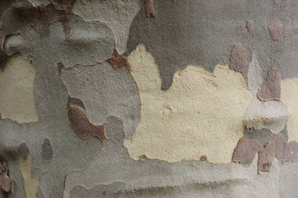istock sycamore bark. texture of old sycamore bark 1309097664