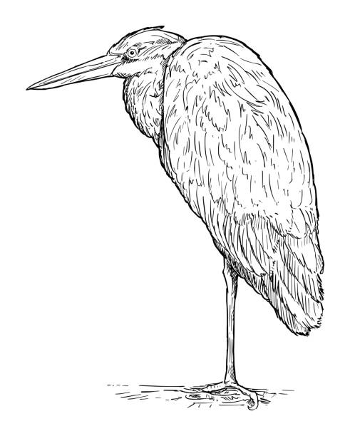 illustrazioni stock, clip art, cartoni animati e icone di tendenza di uccello airone grigio in piedi. disegno vettoriale o illustrazione - gray heron