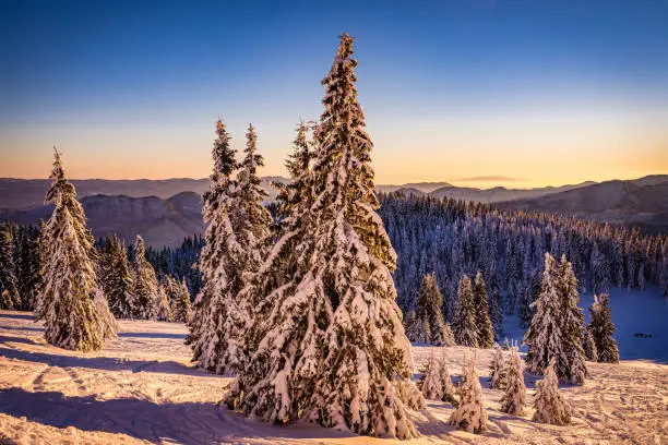 Beautiful panoramic landscape with spruce trees covered by deep snow during Winter in Eastern Europe, Rhodope Mountains. Shot on Canon EOS full frame for premium quality. The image is ideal for background with plenty of copy space.