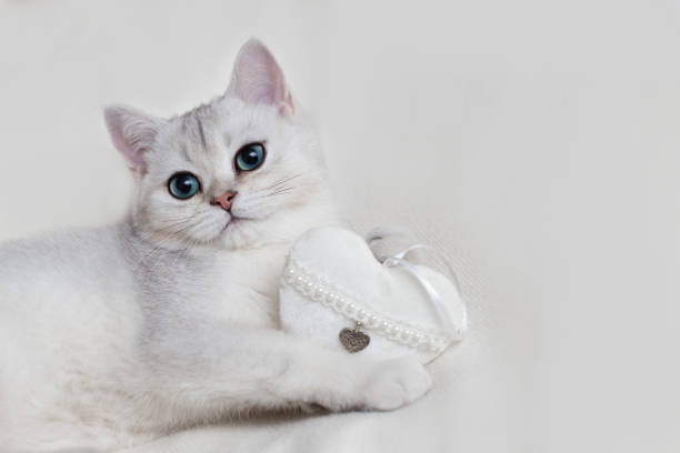 istock Cute white British kitten on a white knitted blanket, with a white textile heart, holds in its paws 1309100556
