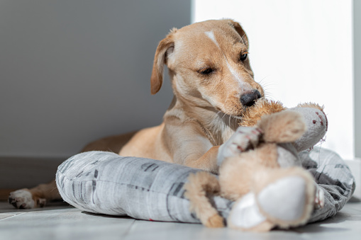 Beautiful Brownish Labrador Puppy in his Kennel