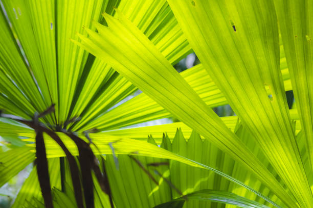 Lush, green tropical Australian fan palm (Chamaedorea elegans) leaves in the Daintree Rainforest in Queensland Australia catch dappled sunlight (photosynthesis).