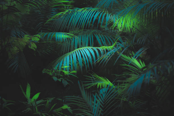 istock Tropical Parlour Palm, Queensland 1309101902
