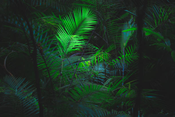 istock Tropical Parlour Palm, Queensland 1309101928