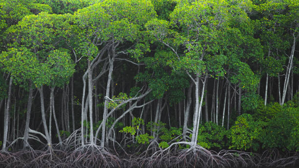 Mangrove Forest, Port Douglas