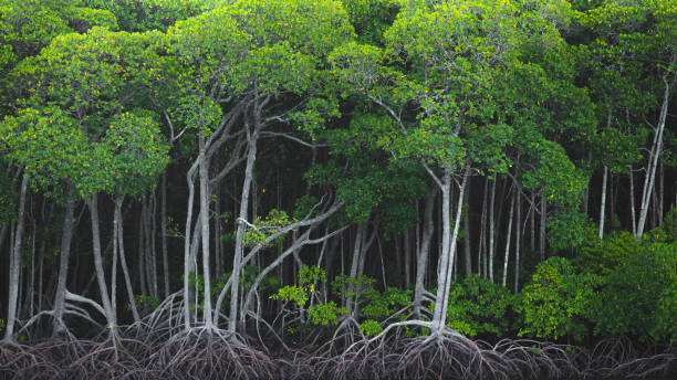 Mangrove Forest, Port Douglas Mangrove tree (Rhizophora mangle) forest and their stilt roots at Port Douglas in the tropical Daintree Rainforest, Queensland, Australia. port douglas photos stock pictures, royalty-free photos & images