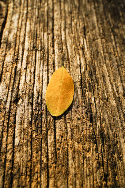 Yellow leaves on wooden table Yellow leaves on wooden table 秋天 stock pictures, royalty-free photos & images