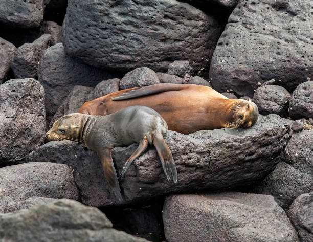 les otaries des galapagos (zalophus wollebaeki) s’arrêtent sur un champ de lave, îles galapagos, équateur, amérique du sud - dormant volcano photos et images de collection