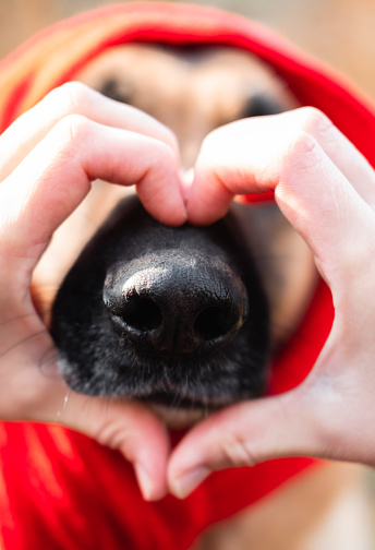 Make heart out of fingers and inside the dog black wet nose. Charming German shepherd and love of the owner. Celebrate Valentine day with person best friend.