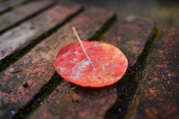 Red brick with autumn leaves Red brick with autumn leaves 秋天 stock pictures, royalty-free photos & images