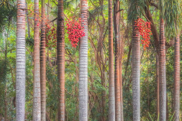 A colourful, tropical, lush row of palm tree trunks lined up at the Daintree Rainforest in Queensland, Australia, with red berries from the Christmas Palm (Adonidia merrillii)