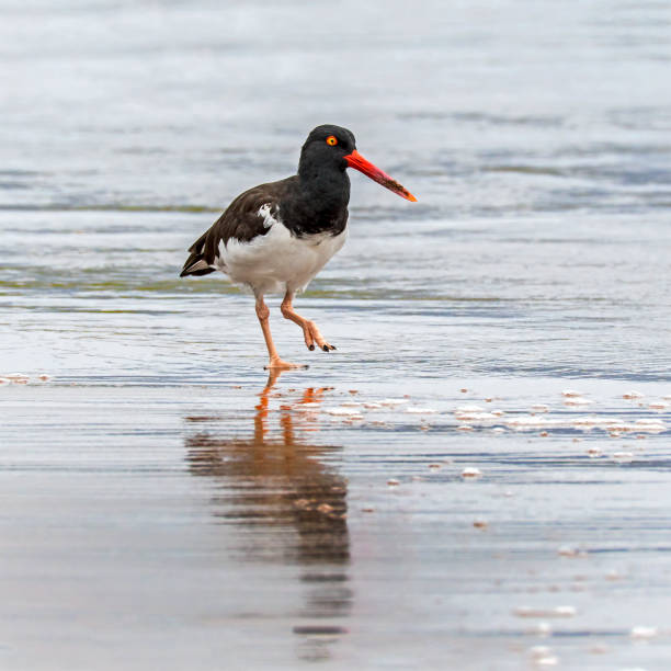 Oystercatcher (Haematopodidae) migrates off the Galapagos Islands, Ecuador, South America American oystercatcher (Haematopodidae) (The oystercatchers) migrates off the Galapagos Islands, Ecuador, South America charadriiformes stock pictures, royalty-free photos & images