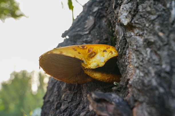 Tree mushroom tree mushroom yellow mushroom