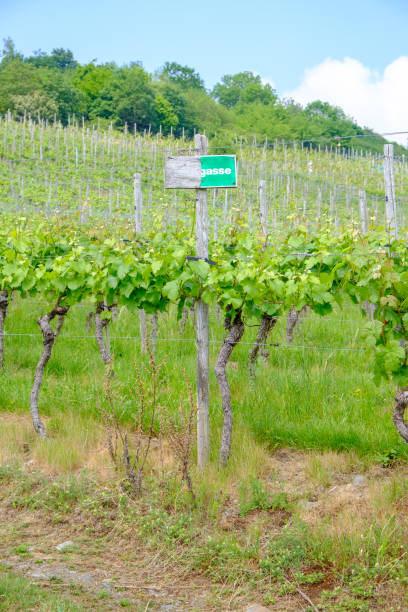 istock German sign in vineyards 1309102567