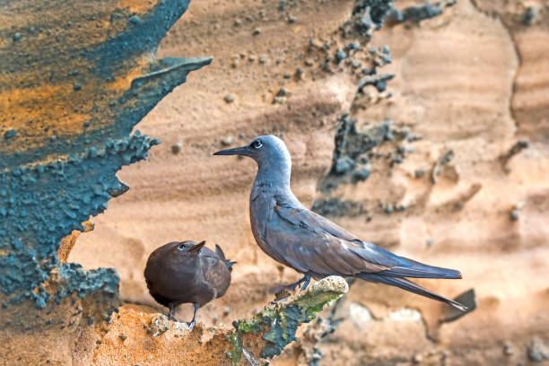 istock Young lava gull pair (Leucophaeus fuliginosus) rests on Galapagos, Ecuador, South America 1309102601