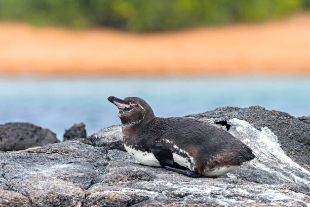 pingüino galápagos (spheniscus mendiculus) descansa sobre una roca volcánica, islas galápagos, ecuador, sudamérica - isla bartolomé fotografías e imágenes de stock