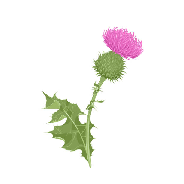 mariendistel isoliert auf weißem hintergrund. vektor-illustration der heilpflanze in cartoon-flachstil. - purple thistle stock-grafiken, -clipart, -cartoons und -symbole