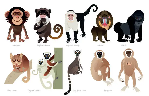 Vector illustration of Primates
